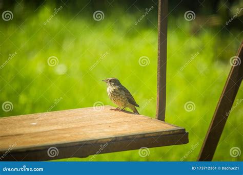 A Beautiful Small Singing Bird Feeding and Singing in the Backyard ...