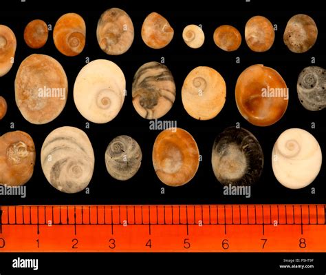 Operculum of Gastropods (various sizes and colors). Malacology ...