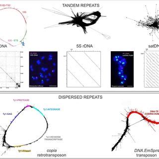 Major types of repeats and their cluster characteristics. A, Tandem ...