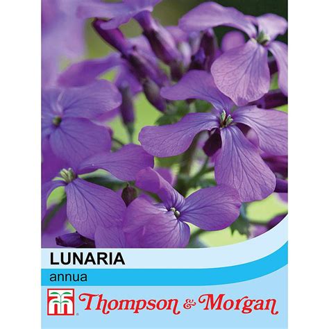 Lunaria annua seeds | Thompson & Morgan