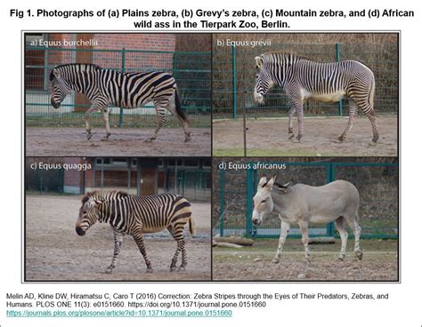 Why Do Zebras Have Stripes? | Outside My Window