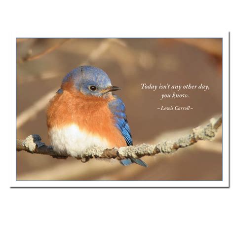 BLUEBIRDS QUOTES image quotes at relatably.com | Blue bird, Boxed ...