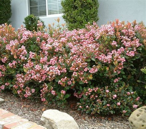 11 Best Indian Hawthorn Varieties | Raphiolepis Types