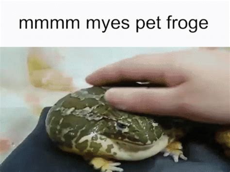 Mmmm Myes Pet Froge | Know Your Meme - VisionViral.com