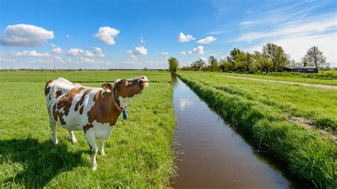 The Dutch Lowlands | Holland Bike Tours