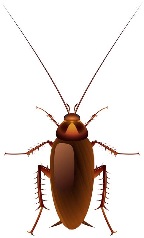 Cockroach Clipart Images Download transparent cockroach png for free on ...