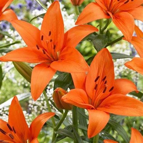 ORANGE TIGER LILY X 5 STEMS - FlowersAndServices®