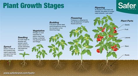 Do you know six stages of plant growth? | Plant growth, Moss plant, Plants