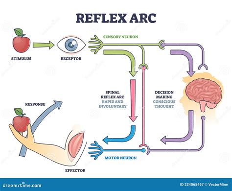 Reflex Arc Explanation With Pain Signals And Receptor Impulse Outline ...