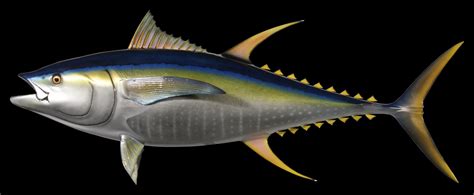 Yellowfin Tuna Fish Mount and Fish Replicas | Coast-to-Coast