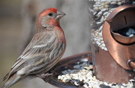 House Finch Bird Feeder | Birdcage Design Ideas