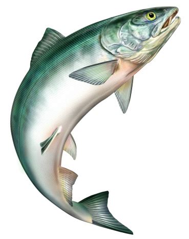 Coho Salmon Clip Art, Vector Images & Illustrations - iStock