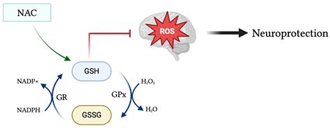 Potential Role of Glutathione Antioxidant Pathways in the ...