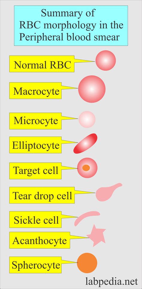 Red Blood Cell (RBC):- Part 2 - Normal Peripheral blood smear, and RBC ...