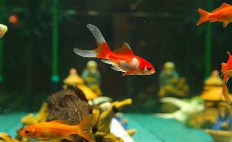 Le poisson rouge en aquarium : conseils et bonnes pratiques