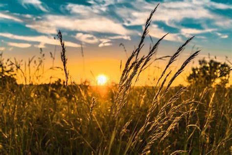 Wheat field in Sunset. stock photo. Image of farm, scene - 189045606