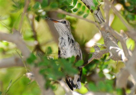 Hummingbird babies grow - Hummingbird Pictures