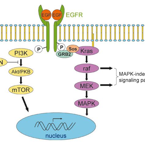 Kras: structure and activation. (A) The Kras gene. Mutations in human ...