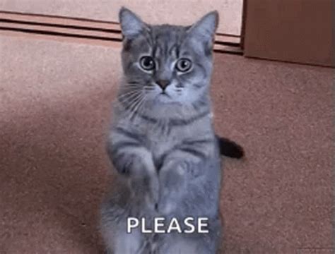 Cat Begging For Food GIF | GIFDB.com