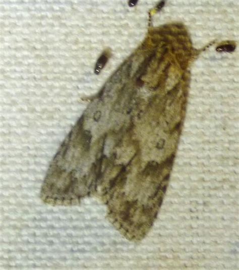 Acronicta longa - BugGuide.Net