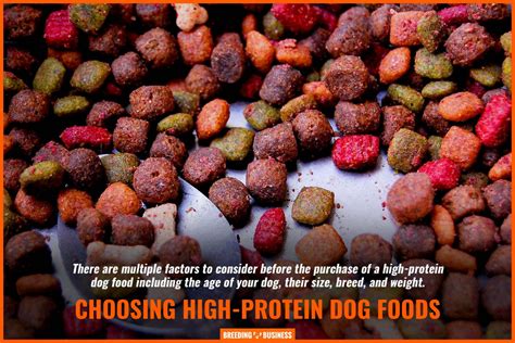 11 Best High-Protein Dog Foods – Factors To Consider, Reviews & FAQ