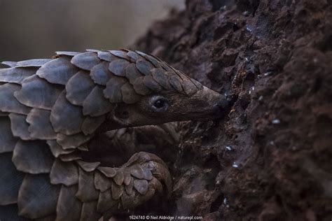 Protecting Pangolins | Nature Picture Library pangolin