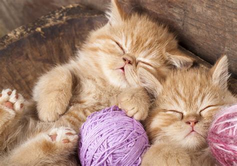 10 Cute Sleeping Cats | cute animal names