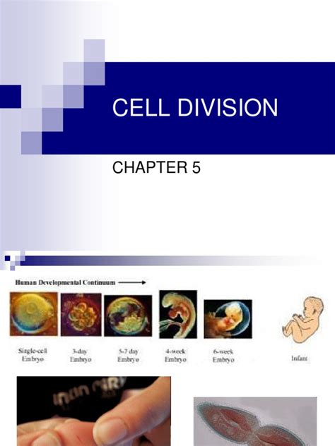 cell DIVISION.ppt | Mitosis | Chromosome