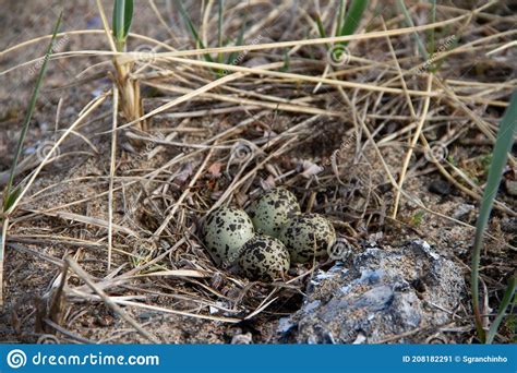 Four Semipalmated Plover Eggs in a Nest Surrounded by Twigs Near Arviat ...