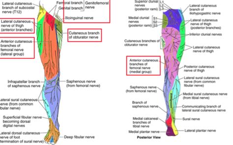 Cutaneous Nerves of the Thigh Flashcards | Quizlet