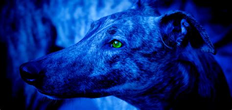 Do Dogs Have Night Vision? Do Dogs See In the Dark? - PetsTime