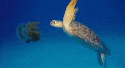 Leatherback Sea Turtle GIFs - Find & Share on GIPHY