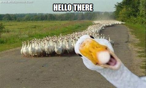 Goose goose duck memes - lokasintrends