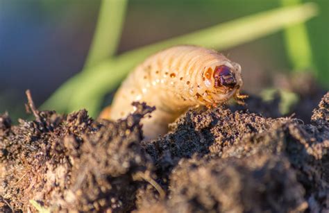 White Larvae In Garden Soil | Fasci Garden