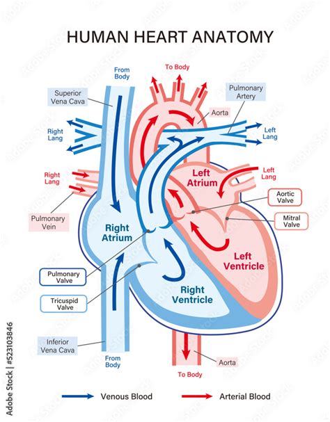 Human heart anatomy illustration explaining blood flow. A simple ...