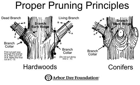 Pruning Trees: The Three Step Pruning Method - Iron Tree - Tree ...