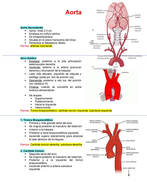 Esta llorando Exquisito Llamarada anatomia aorta toracica Enojado ...