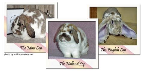 Lops on the Lake :: Holland Lops in Minnesota from Grand Champion Lines