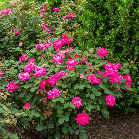 Pink Rose Plants For Sale | Pink Double Knock Out® Rose – Easy To Grow ...