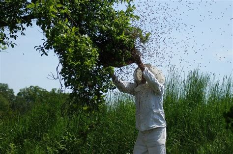 Bee Swarm Prevention and Control • I Love Beekeeping™