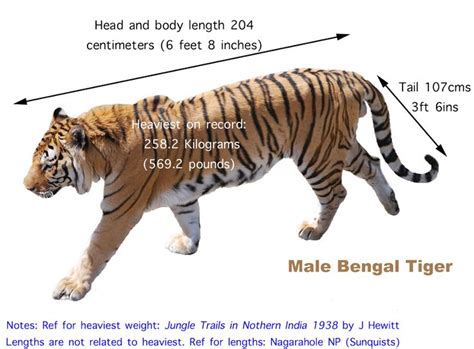 Bengal Tiger Size and Weight | The Tiger Board | Pinterest