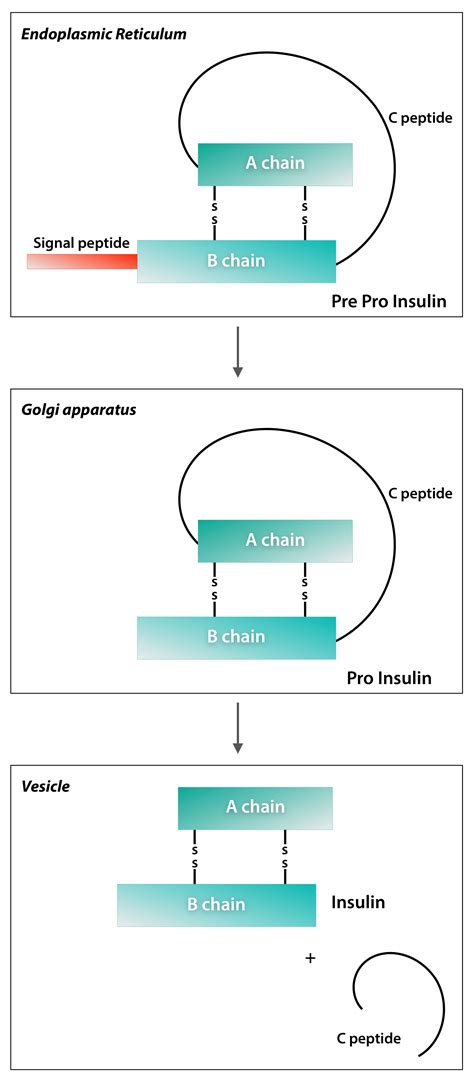 Insulin Secretion - The Untold Story — Firstclass