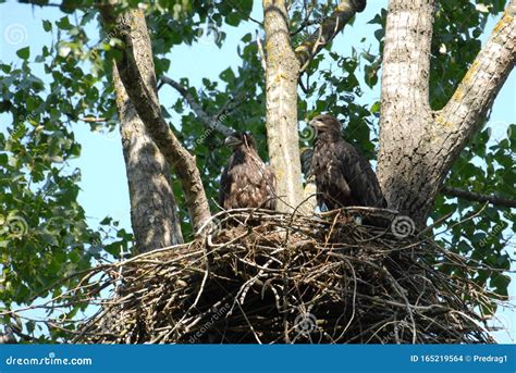 Young White-tailed Eagle Chicks in the Nest Stock Photo - Image of ...