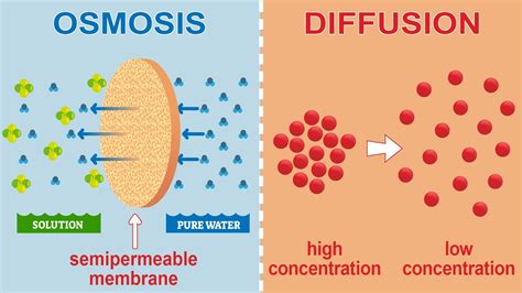 1 Define Diffusion And Osmosis