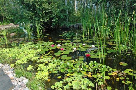 Pin on Aquatic Weed Removal