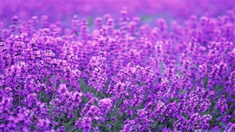 Lavender Flower Wallpaper - WallpaperSafari