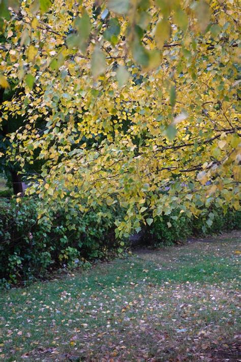 Tree in Autumn in Park · Free Stock Photo