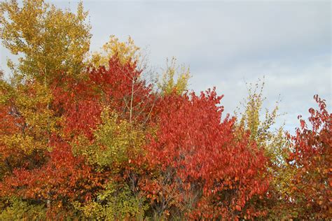 Red Autumn Leaves Free Stock Photo - Public Domain Pictures