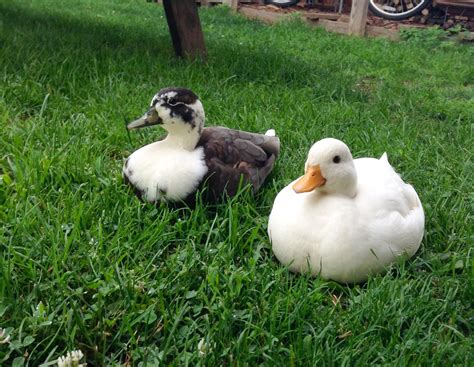 Small Pet Duck Breeds - Pet Spares