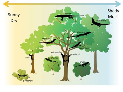 Competition | Biology for Non-Majors II